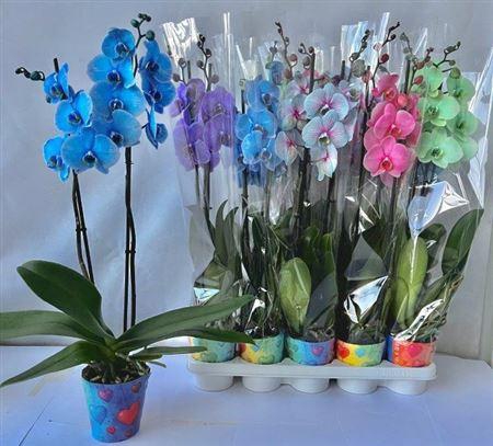 <h4>Phal Ov Gem 2 Branches 18+ Paint</h4>