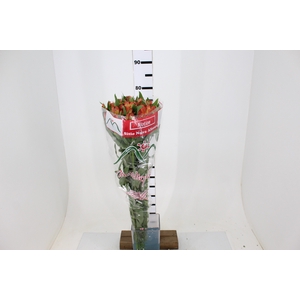 ALSTROEMERIA MOTION 080 CM LARANJA