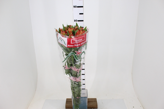 ALSTROEMERIA MOTION 080 CM LARANJA