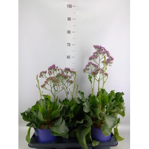 Limonium  'Salt Lake'