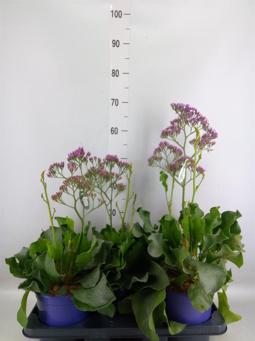 <h4>Limonium 'Salt Lake'</h4>