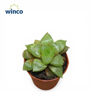 Haworthia Comptoniana