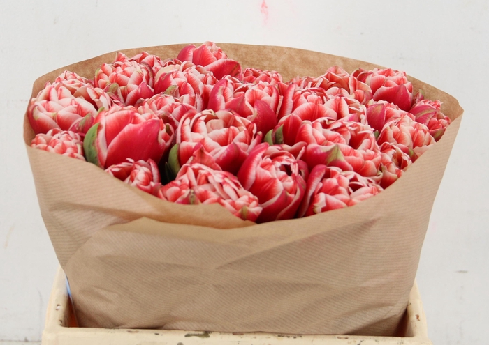 <h4>TU DU EVERTON</h4>