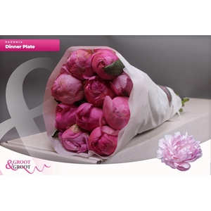 Paeonia Dinner Plate | Heavy Quality