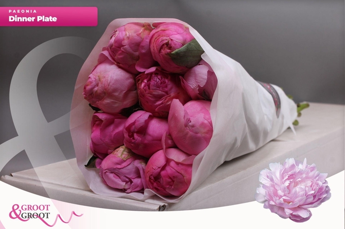 <h4>Paeonia Dinner Plate | Heavy Quality</h4>