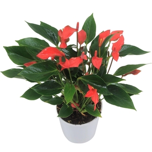 Anthurium XL.67 Trillions 12cm