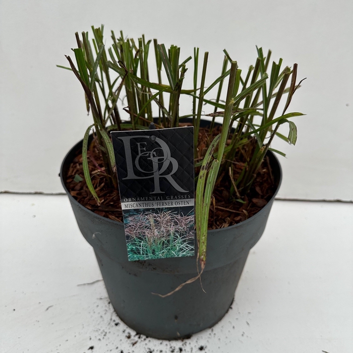 <h4>Miscanthus 'Ferner Osten' (10ltr)</h4>