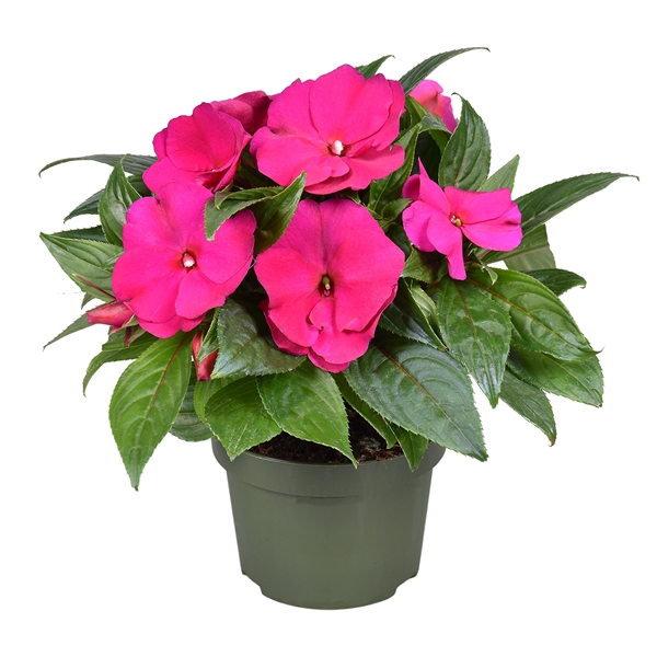 <h4>Impatiens New Guinea PAARS</h4>