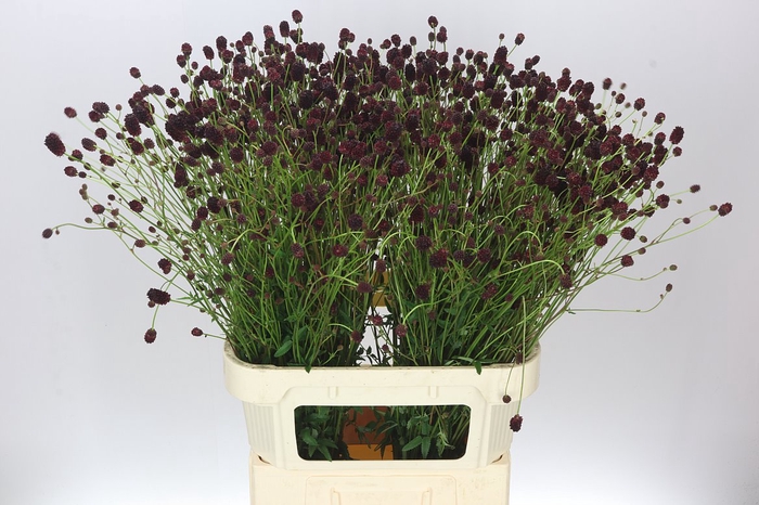<h4>Sanguisorba Off Cayenn D Red</h4>