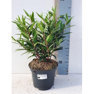 Sarcococca Hookeriana 'Purple GEM'