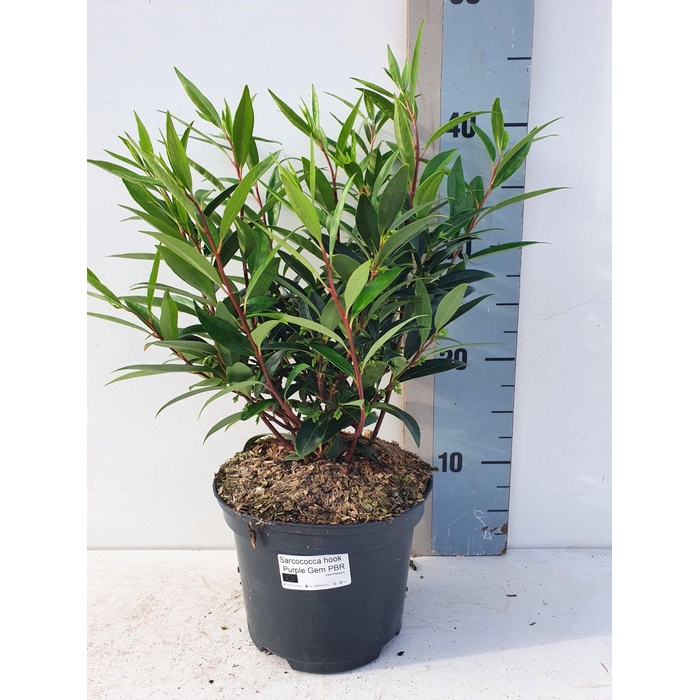 <h4>Sarcococca Hookeriana 'Purple GEM'</h4>