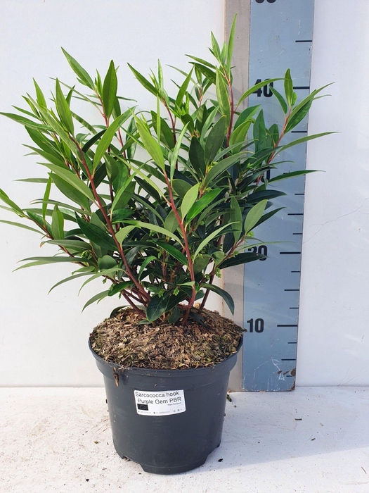 Sarcococca Hookeriana 'Purple GEM'