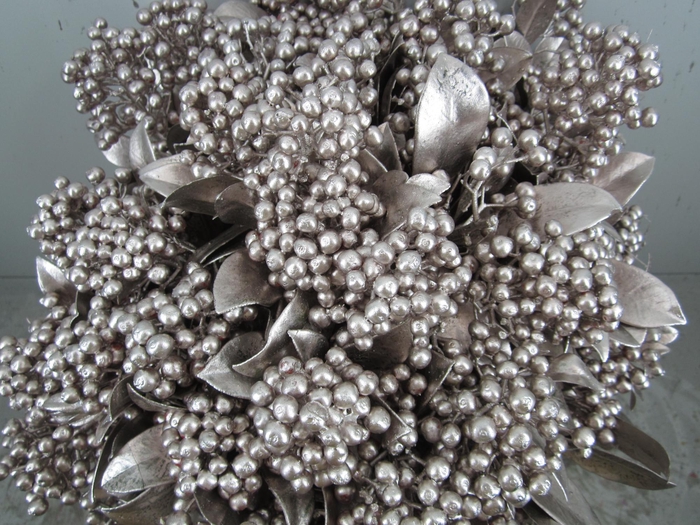 <h4>Skim J A Pabella Champagne</h4>
