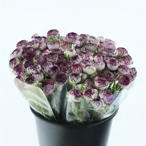 Ran El Sr Cappuccino Extra