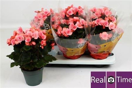 Beg Du Mo 2 Joy Pink