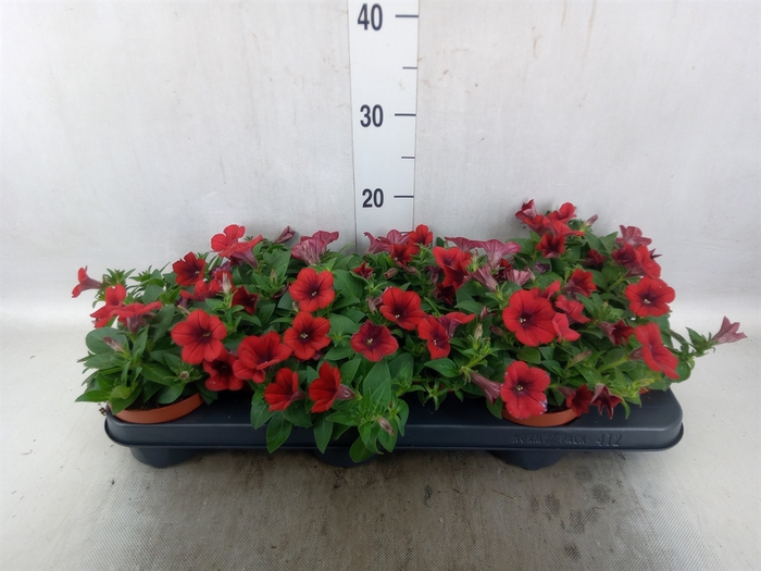 <h4>Petunia  'Famous Red'</h4>