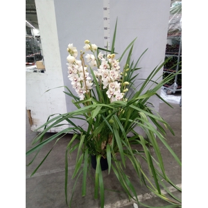 Cymbidium   ...