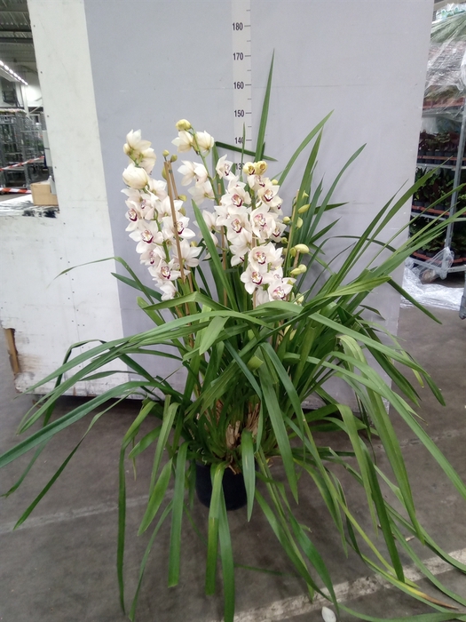 <h4>Cymbidium   ...</h4>