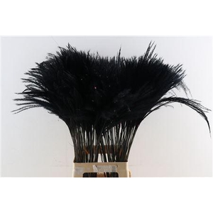 Dried Stipa Feather Black P Stem