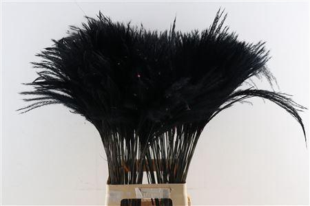 <h4>Dried Stipa Feather Black P Stem</h4>