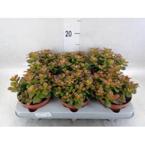 Crassula ovata 'Minor'