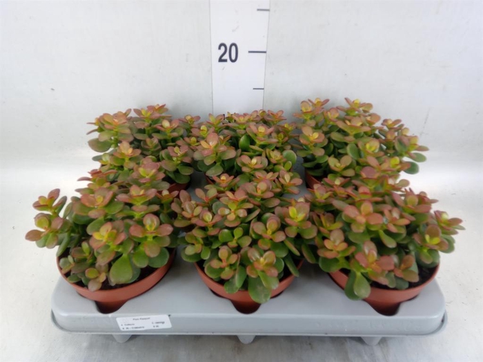 <h4>Crassula ovata 'Minor'</h4>