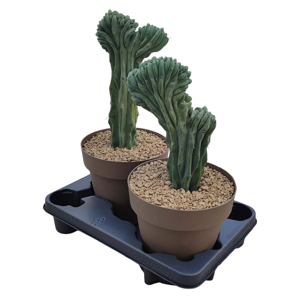 <h4>MYRTILLOCACTUS GEOMETRIZANS CRESTATO - POT Ø 20 (CACTUS)</h4>