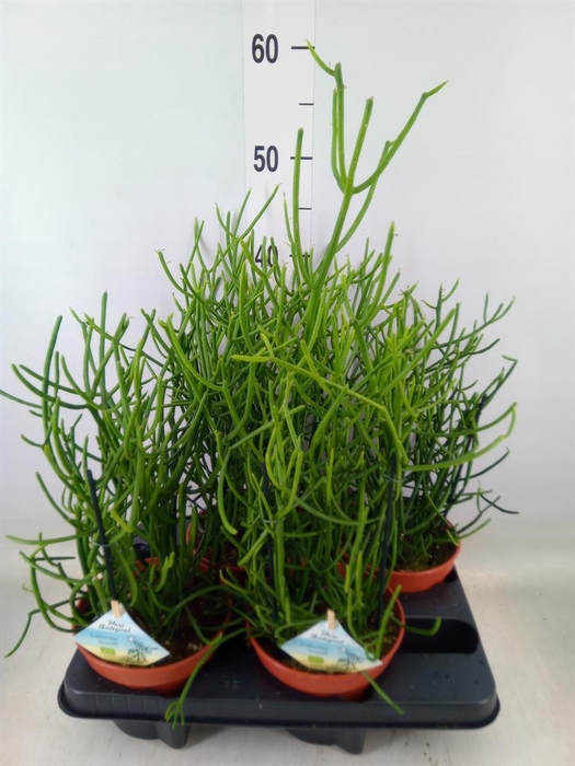 <h4>Euphorbia tirucalli</h4>