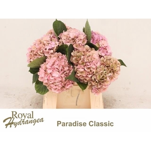 HYDR M PARADISE CL