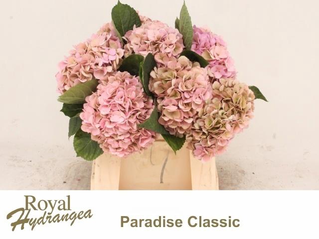 <h4>HYDR M PARADISE CL</h4>