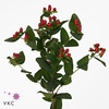 HYPERICUM TRUE ROMANCE XXL