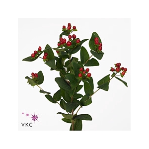 Hyp True Rom Spray 60cm