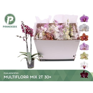 PHAL MF GEM 5 KL
