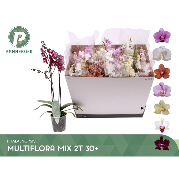 <h4>PHAL MF GEM 5 KL</h4>