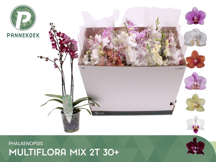 PHAL MF GEM 5 KL