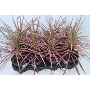 DRACENA COLORAMA P15