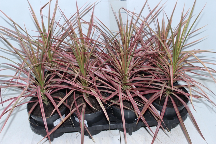 <h4>DRACENA COLORAMA P15</h4>