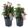 Echinacea purpurea