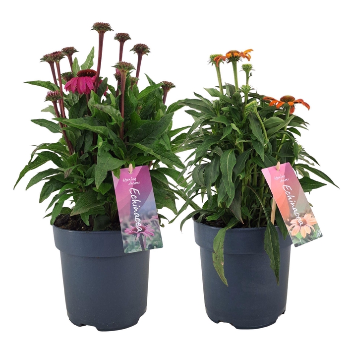 Echinacea purpurea