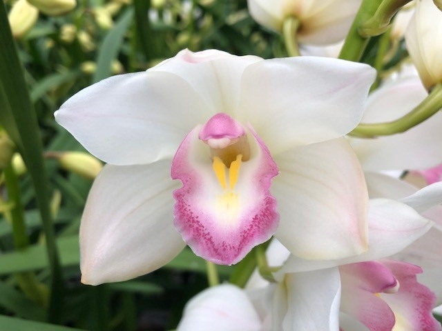 <h4>CYMB MI EARLIFLOR Leekade X4</h4>