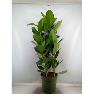 Ficus benghalensis 'Audrey'