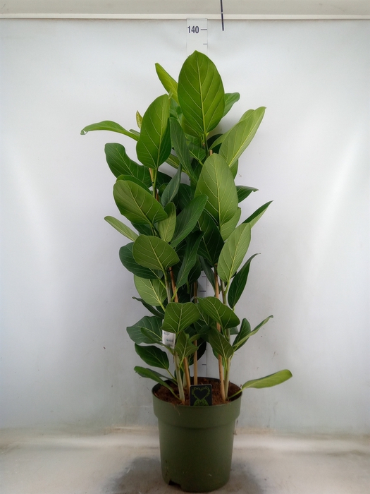 <h4>Ficus benghalensis 'Audrey'</h4>