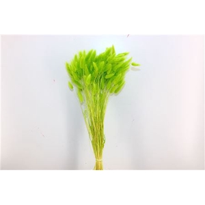 Dried Lagurus Apple Green Bunch Poly