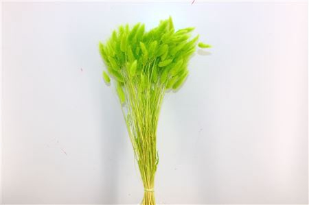 <h4>Dried Lagurus Apple Green Bunch Poly</h4>