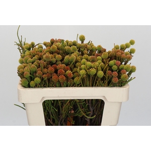Kaaps Groen Brunia Fragarioides (Clusterstar)
