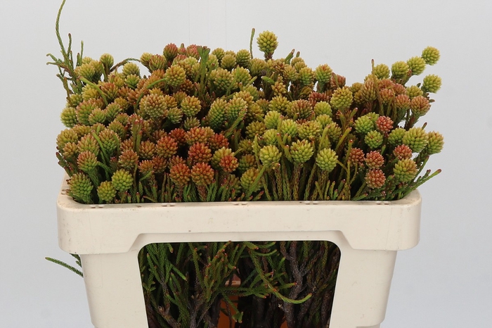 <h4>Kaaps Groen Brunia Fragarioides (Clusterstar)</h4>