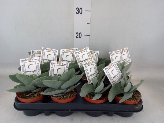 <h4>Crassula  'Boomerang'</h4>