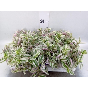 Tradescantia   ...