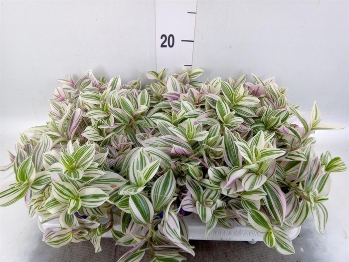<h4>Tradescantia   ...</h4>