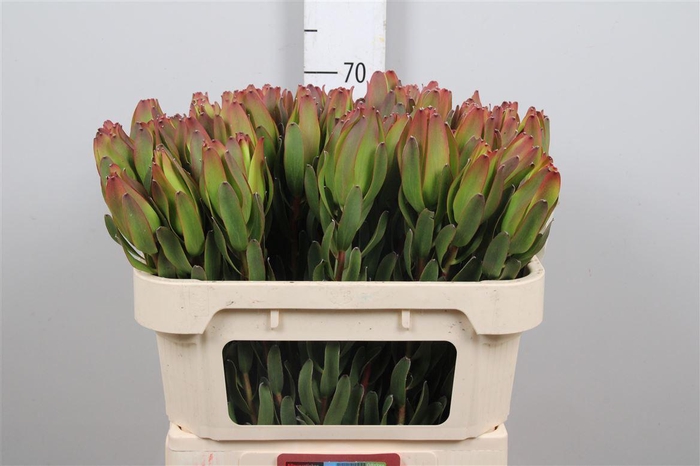 <h4>Leucad Laurel Yellow</h4>